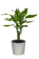 Dracaena Massangeana in a Designer Ceramic Pot